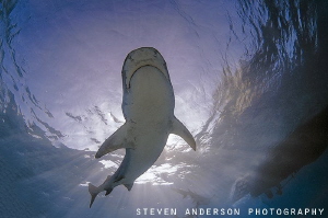 The sun shining, Tiger Sharks make for a perfect day to d... by Steven Anderson 